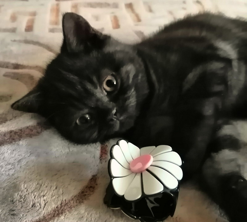 Британские котята из питомника