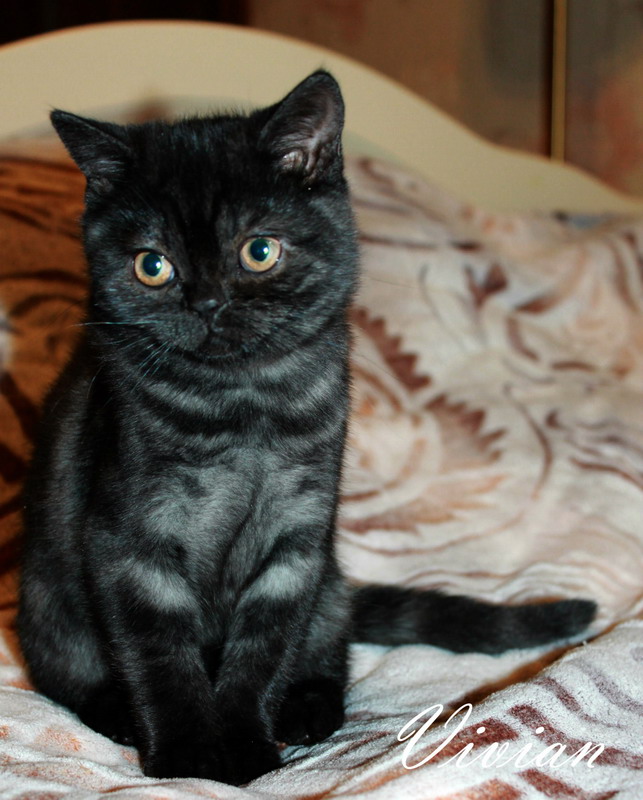 Британские клубные котята из питомника VIVIAN.
