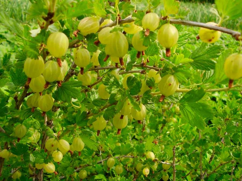 Плодовые кустарники - малина, смородина, крыжовник