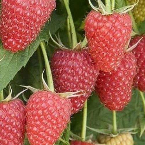 Саженцы плодовых кустарников по низким ценам