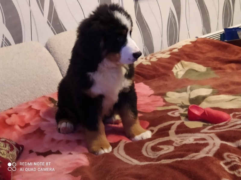 Щенки бернского зенненхунда