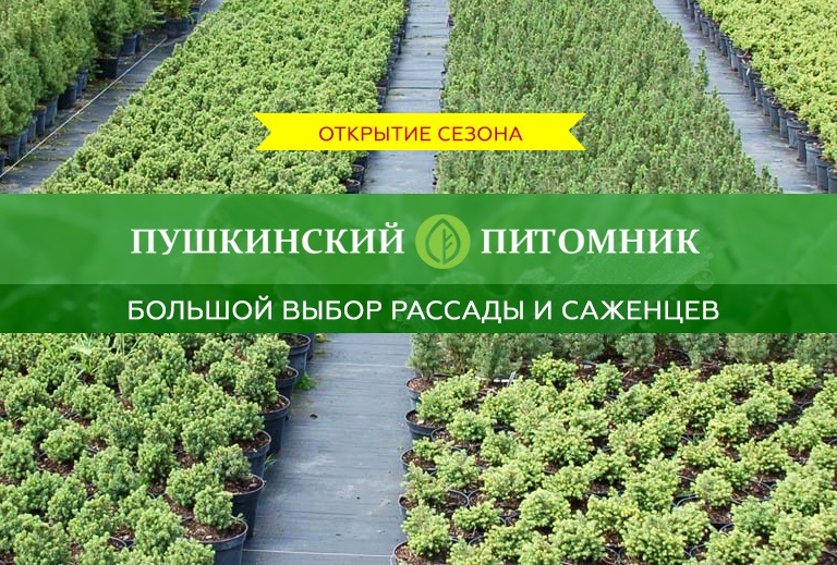 Саженцы из питомника