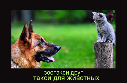Зоотакси зоотакси москва зоотакси в москве