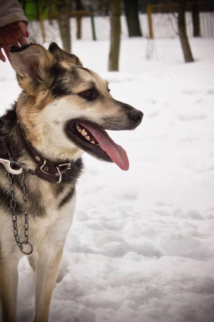 Макс, около 2 лет.