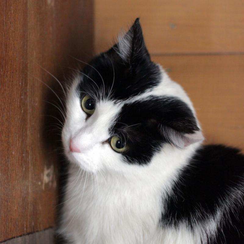 Отдам в добрые руки кошку