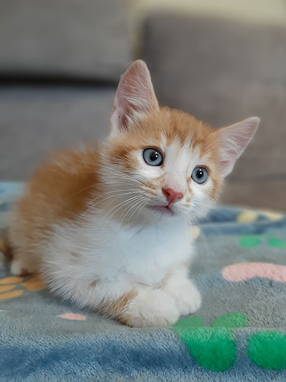 Нежные котята в ответственные руки