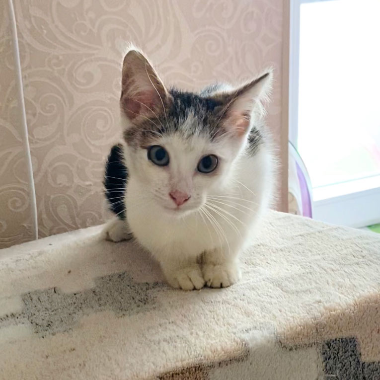 Отдам котнка Тайлера в добрые руки
