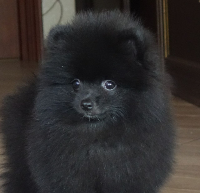Рошкошный щенок шпица.