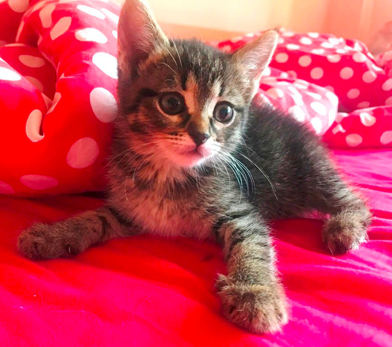 Отдам котенка Зайку в добрые руки. 1,5 месяца