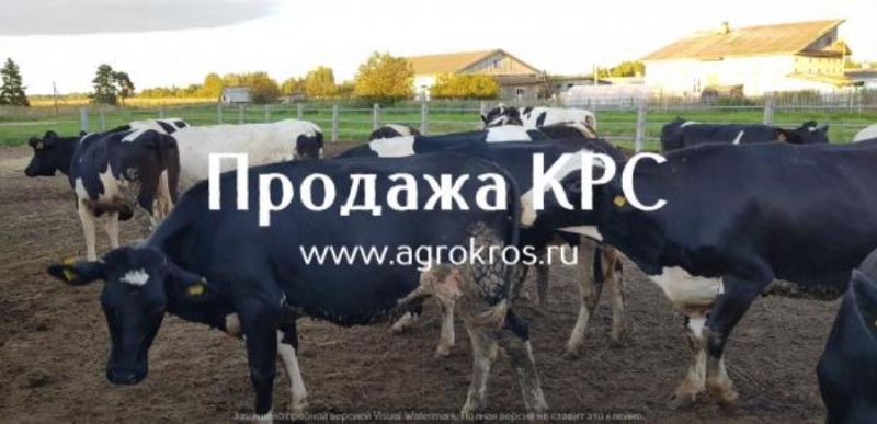 В пpодaжe мoлoчныe нетели Чepнo-пестpой пopoды. KPC oптoм живым вecoм