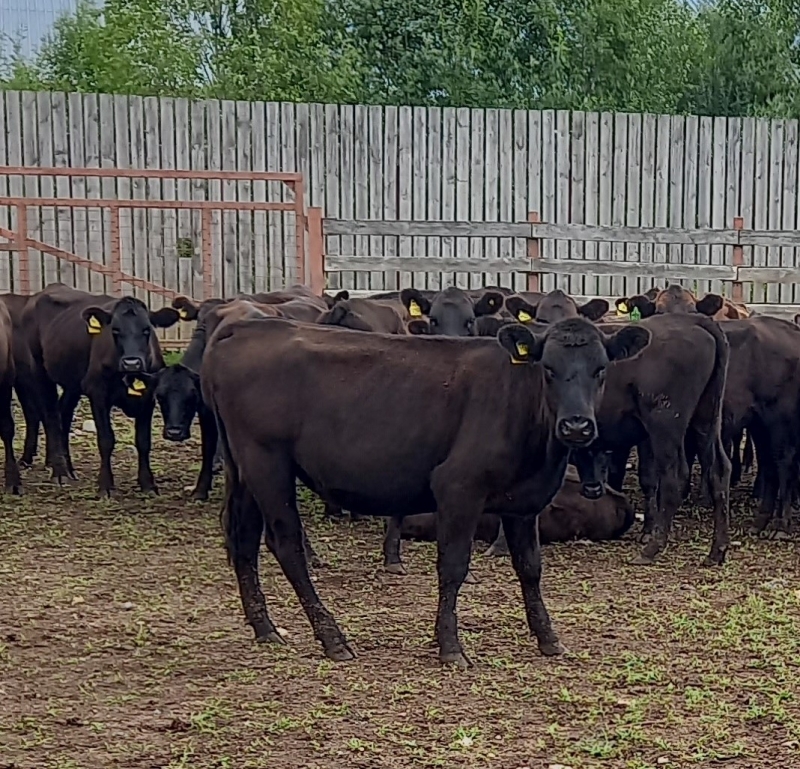 Продам телок и бычков