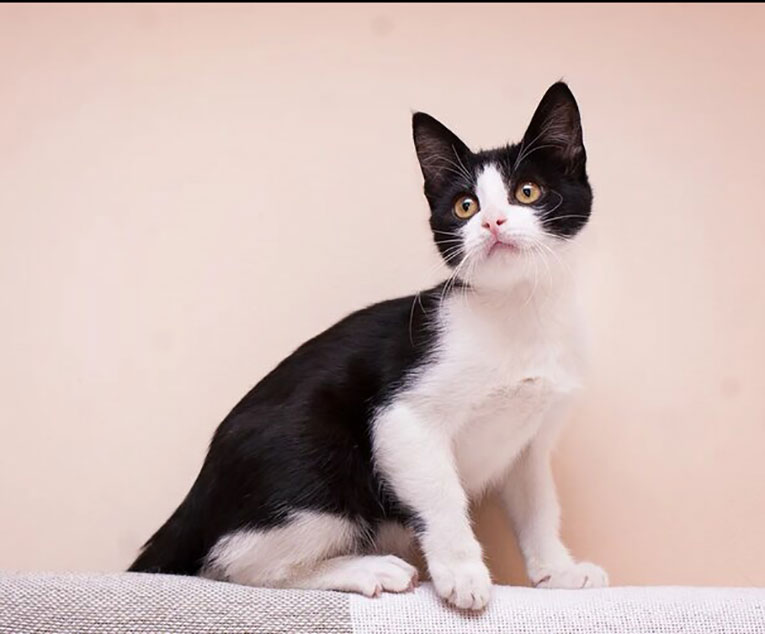 Котенок Феликс в добрые руки