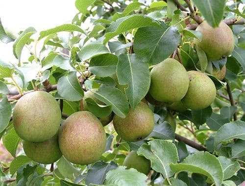 Продажа саженцев плодовых культур от производителя