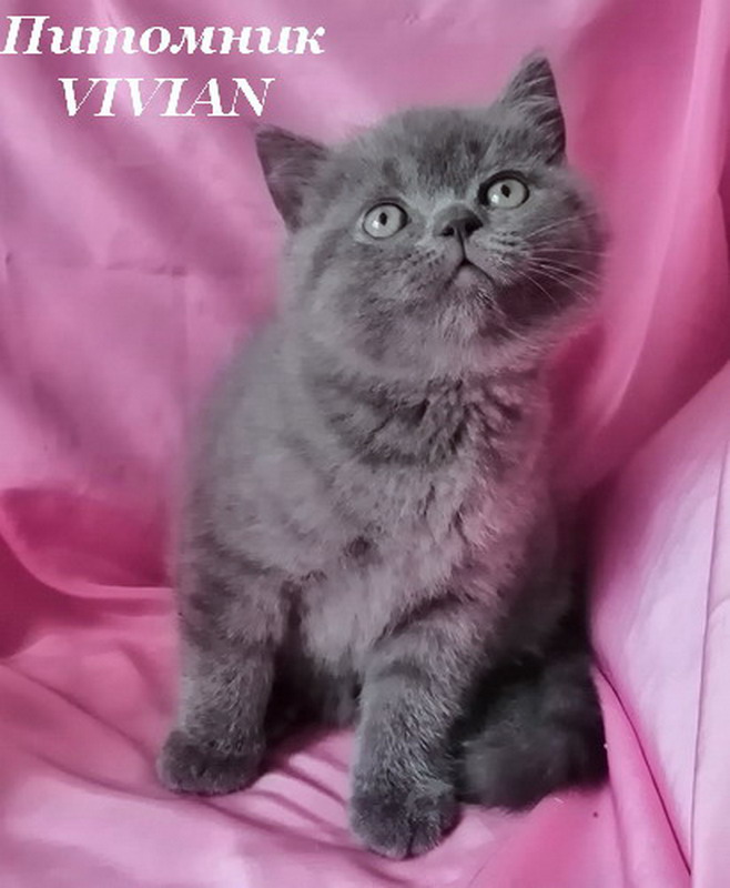 Британские голубые котята из питомника VIVIAN.