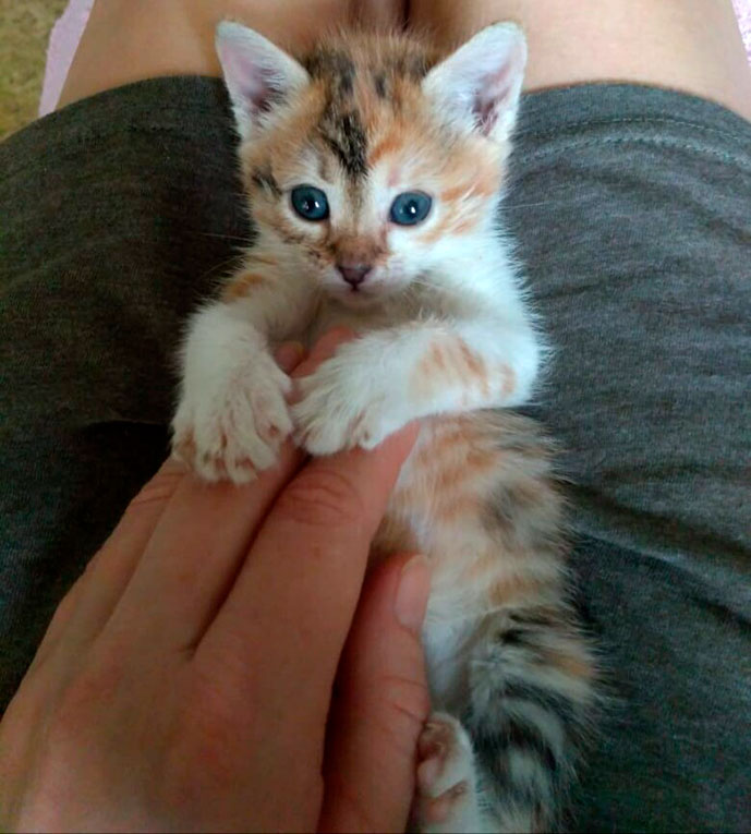 Масянечка - котенок в добрые руки. 1 месяц