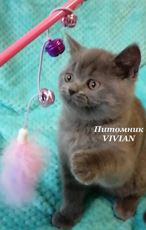 Британские котята голубого окраса из питомника.