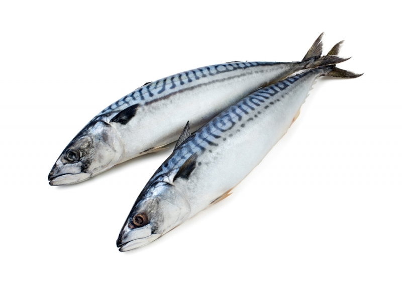 Скумбрия Рыба Морепродукты