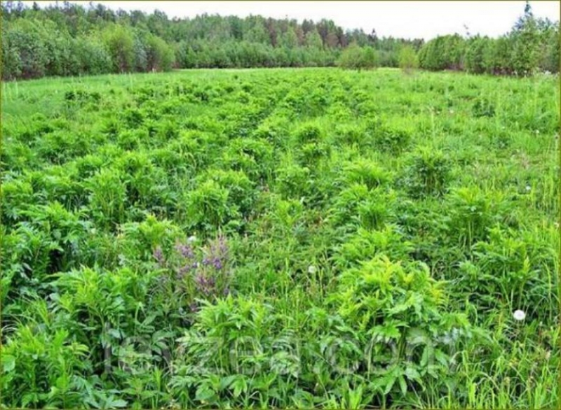   10  - 20 000  Serratula coronata L