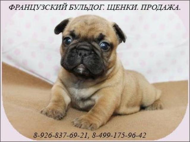 Щенки французского бульдога РКФ