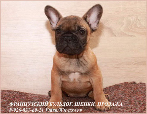 Французский бульдог щенки РКФ