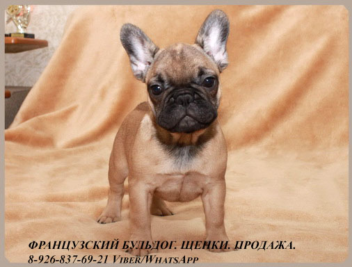 Французский бульдог щенки РКФ