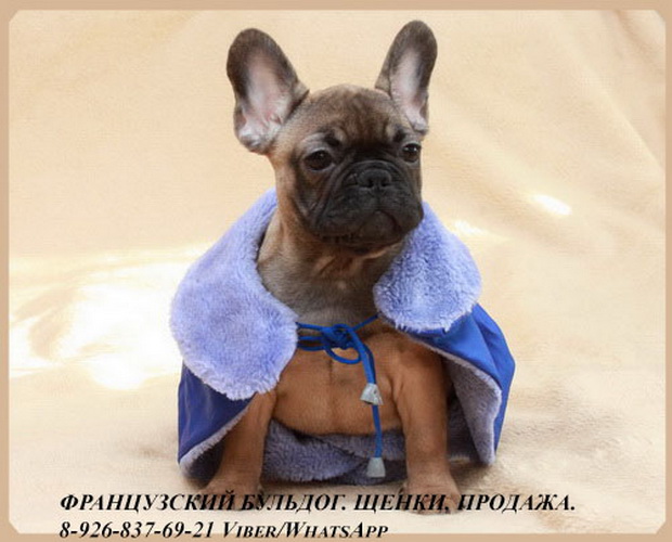 Французский бульдог, щенки, продажа