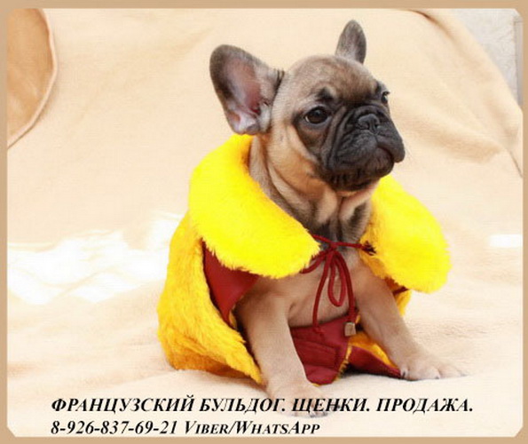 Щенки французского бульдога из питомник РКФ