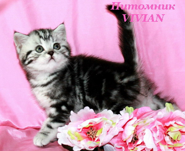 Британские клубные котята вискас из питомника VIVIAN.