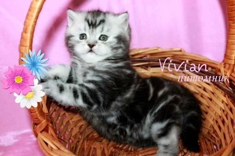 Британские котята из питомника VIVIAN.