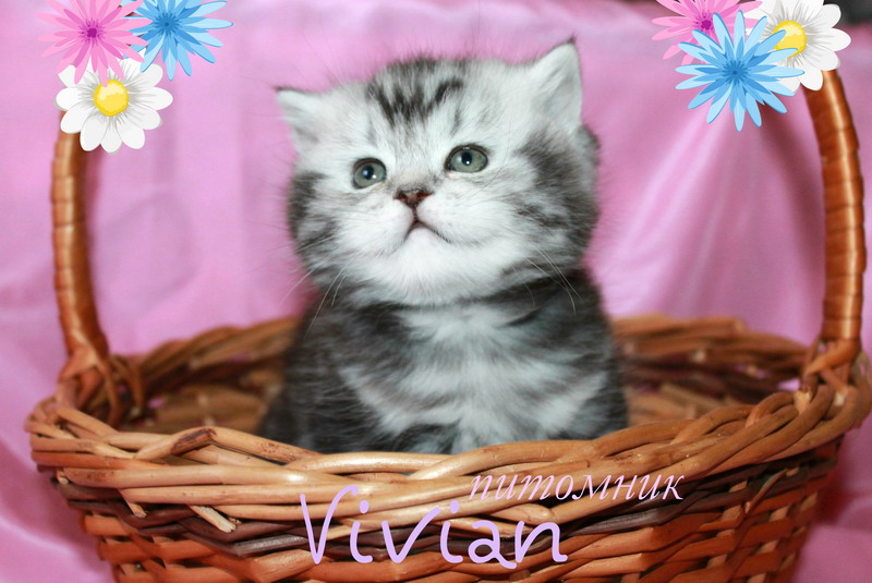         VIVIAN.