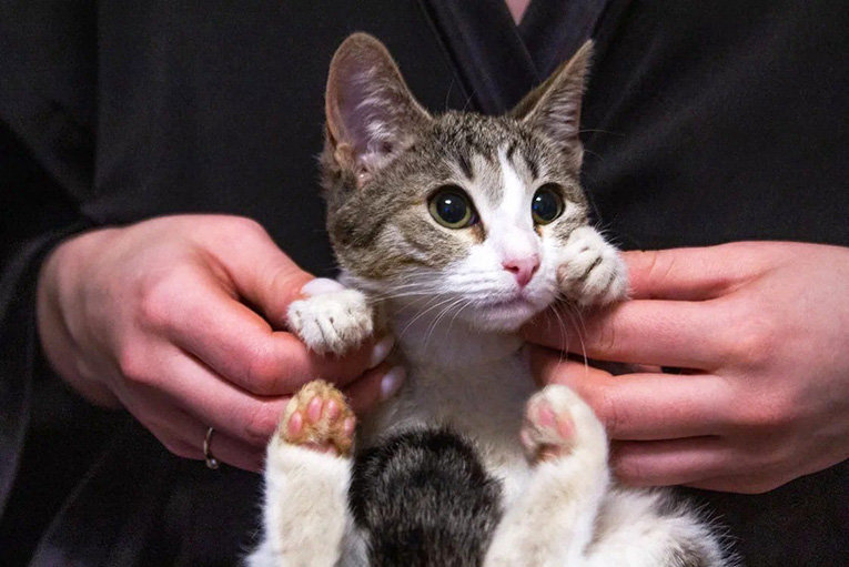 Очаровательный котнок Лапуля в добрые руки