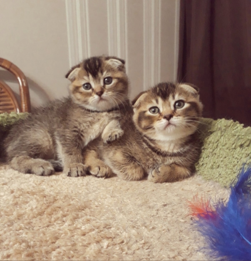 Элитные шотландские котята