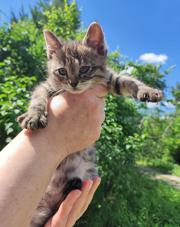 Ласковый котенок-девочка Дуся в дар