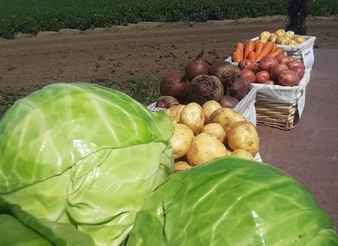 Отборные картошка, морковь, свекла, капуста и другие овощи от поставщика в Алта