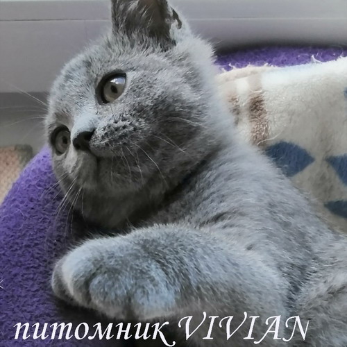 Британский чистокровный котик голубого окраса.