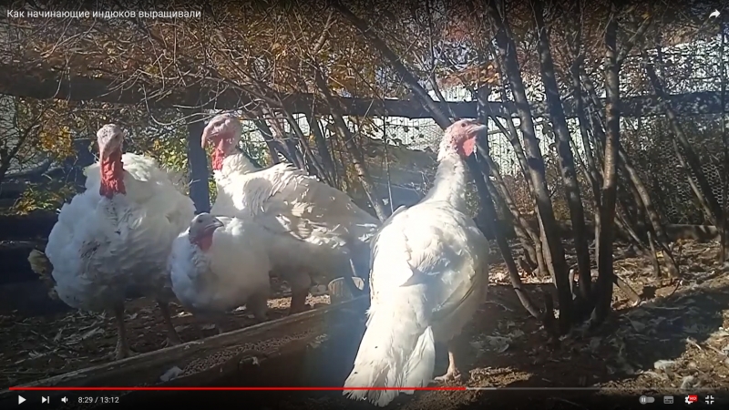 Индюшатина тушкой или живком