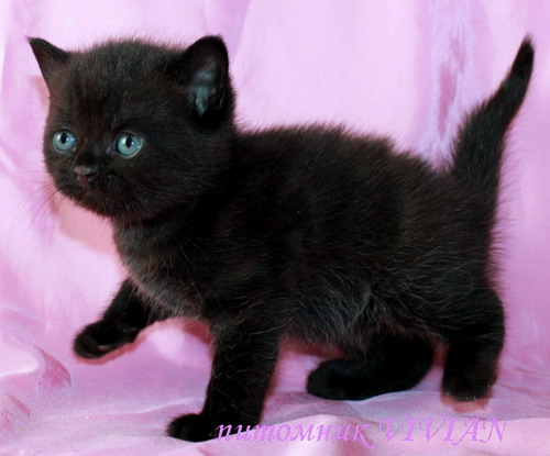 Британские клубные черные котята из питомника VIVIAN.
