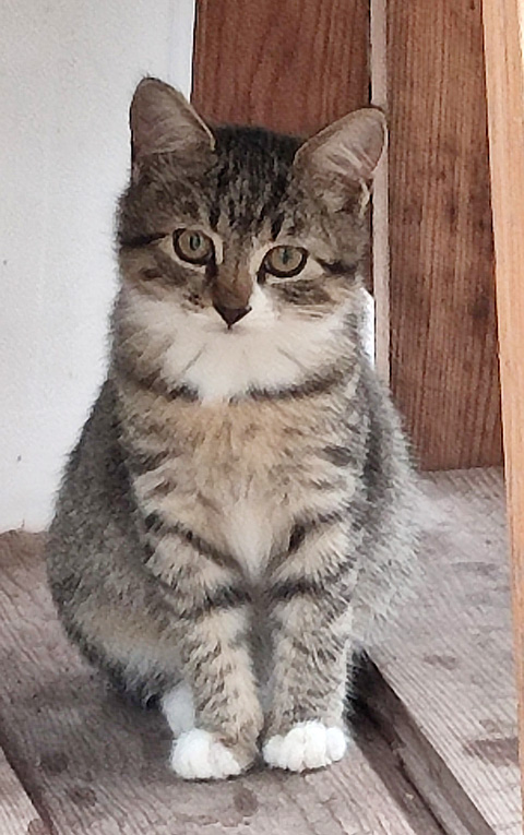 Котята срочно ищут дом Мерзнут на дачах