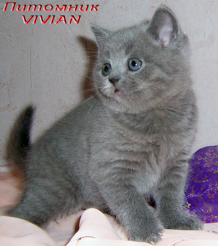        VIVIAN.
