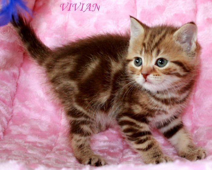 Бртанские мраморные котята из питомника VIVIAN.