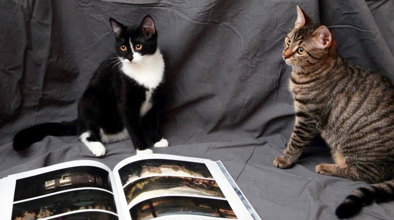 Котята Алиса и Морис Котовские в добрые руки