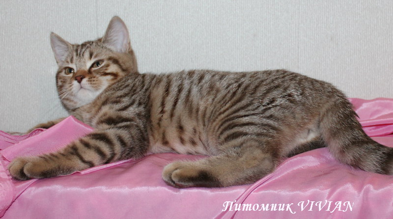 Британский клубный котик - тигренок.