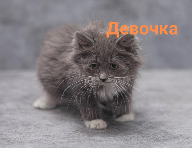Котятки ищут заботливых родителей и самые лучшие семьи