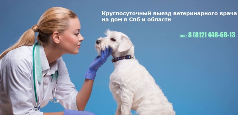 Ветеринарная клиника на дом в СПб
