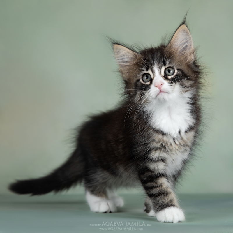 Норвежская лесная кошечка Дженнифер