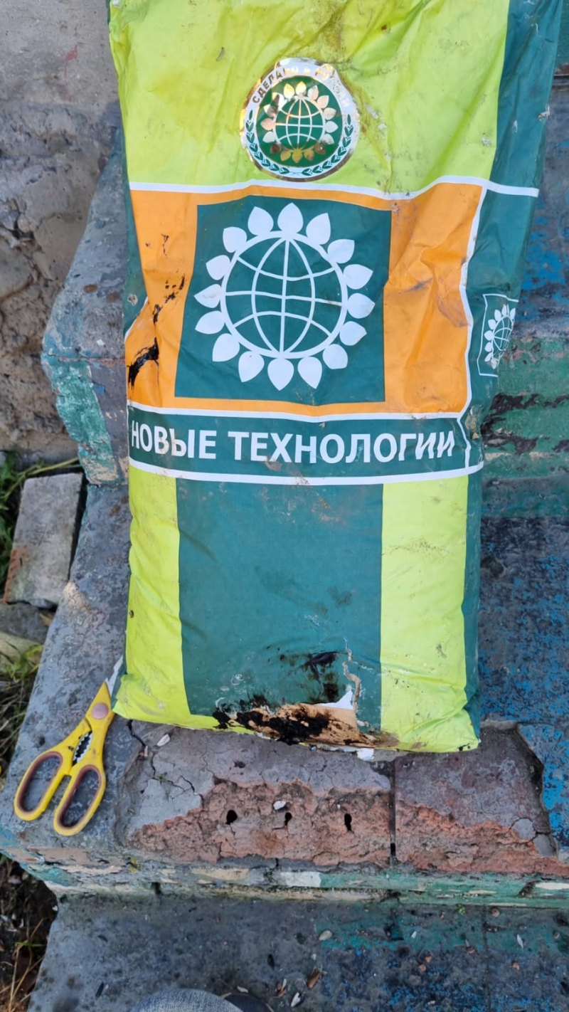 Семена подсолнуха