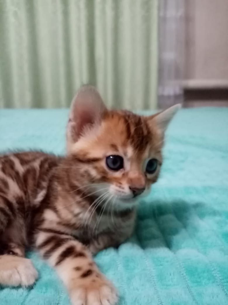 Продаются бенгальские котята