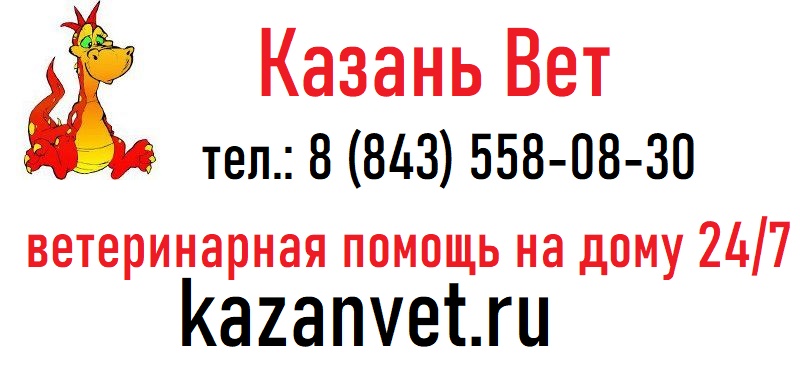 Ветклиника на дом в Казани КазаньВет