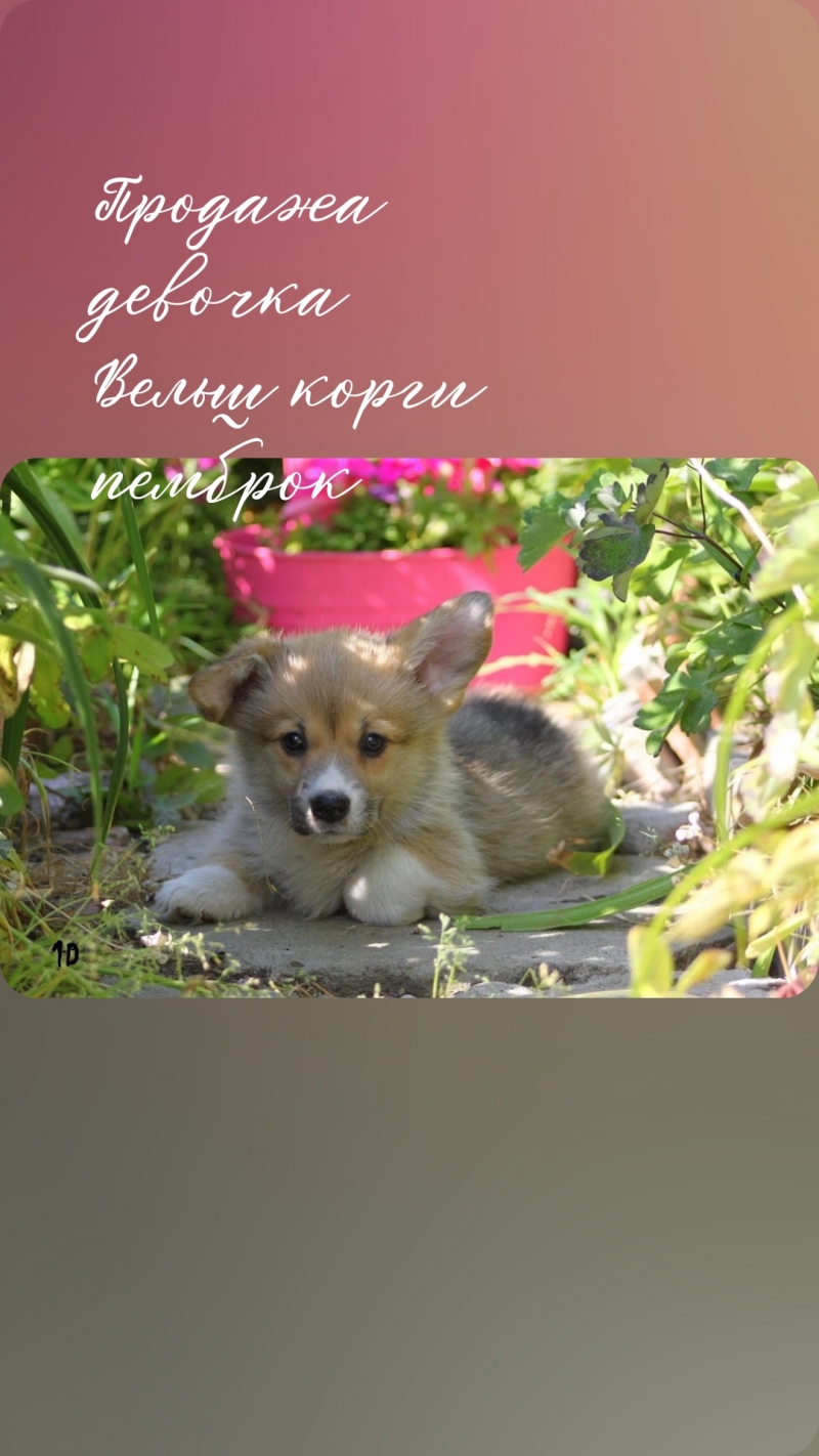 Щенки вельш корги пемброк