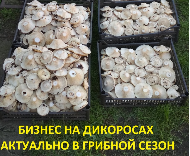 Бизнес на дикоросах.